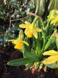 Close-up of wet yellow plants