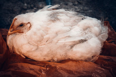 A white chicken that looks comfortable sitting in its spacious coop