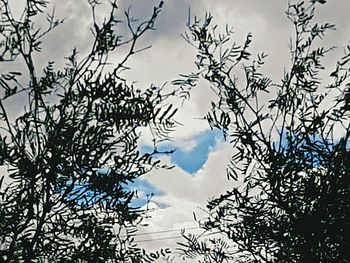 Trees against cloudy sky