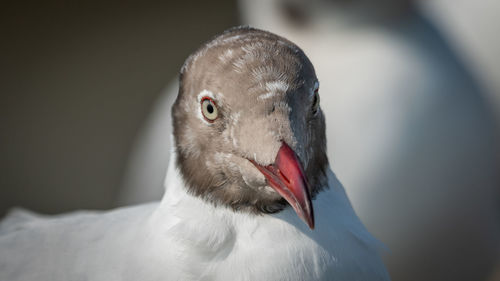 Close-up of a bird