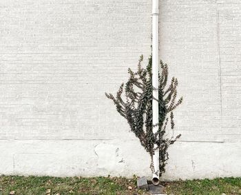 Plant growing against wall
