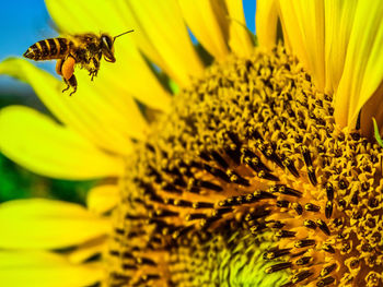 Extreme close-up of bee pollinating on sunflower