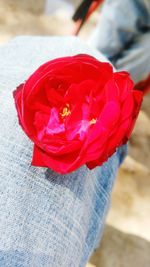 Close-up of red flower against blurred background