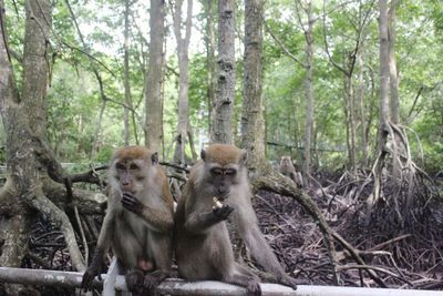 Monkey sitting on tree trunk in forest