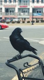 Close-up of black bird perching on road