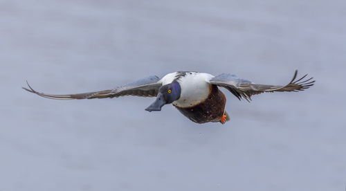 Shoveler duck in flight.