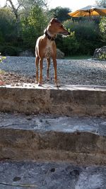 Dog standing on grass