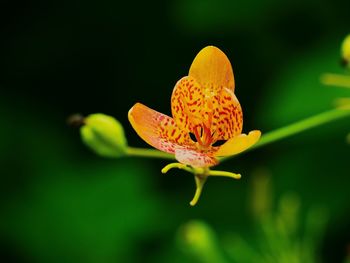 Close-up of flowers