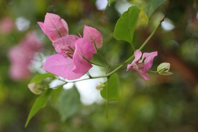 Close-up of pink flowers blooming outdoors