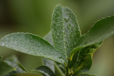 Close-up of wet plant leaves