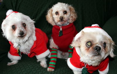 Christmas Dogs,