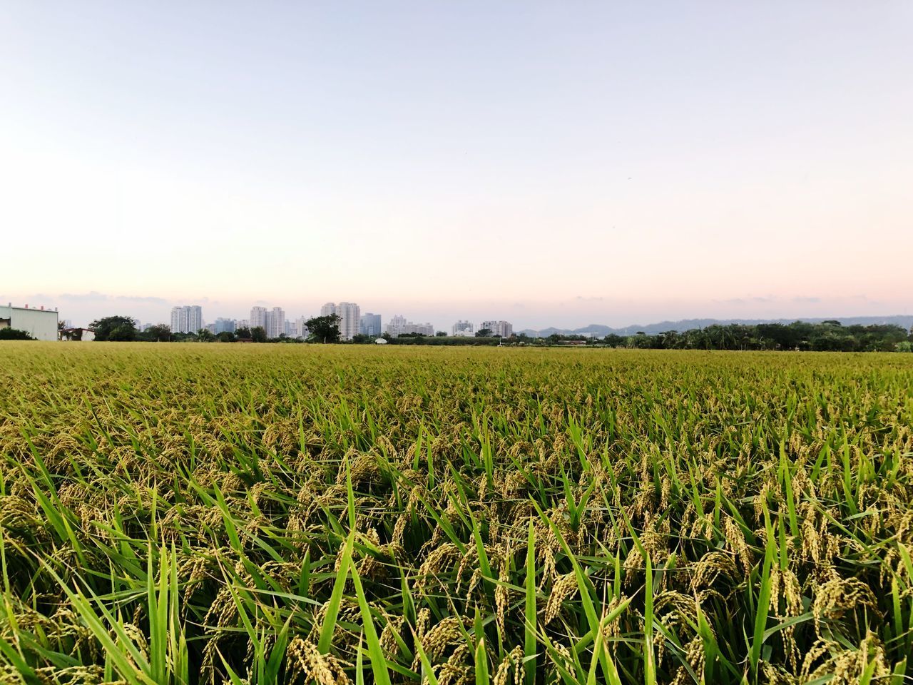 SCENIC VIEW OF FIELD AGAINST CLEAR SKY AT SUNSET