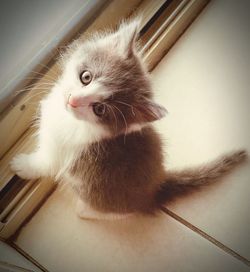 Close-up portrait of a cat