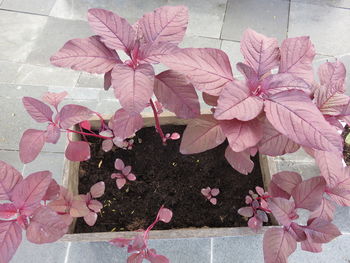 Close-up of pink flowers