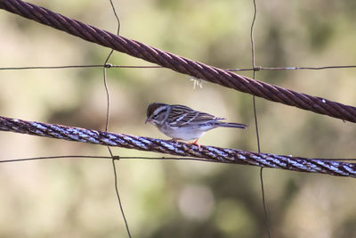 Close-up of bird perching on cable