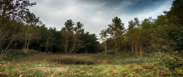 Scenic view of forest against cloudy sky