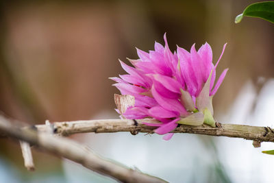 Close-up of pink flower