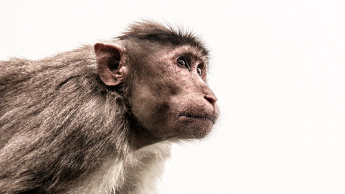 Close-up of monkey looking away over white background