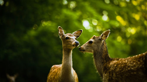 Close-up of deer