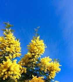 Low angle view of flowers against blue sky