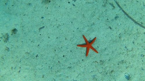 High angle view of starfish on sea shore