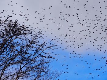 Low angle view of birds flying in sky