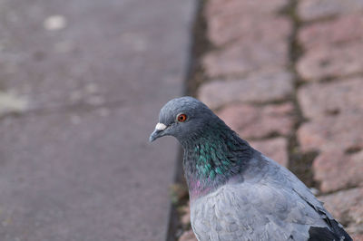 High angle view of pigeon on footpath