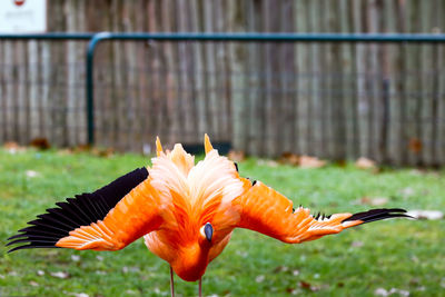 Close-up of orange bird