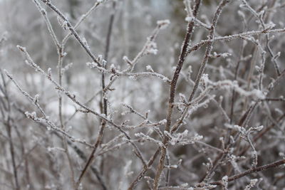 Close-up of plant against blurred background