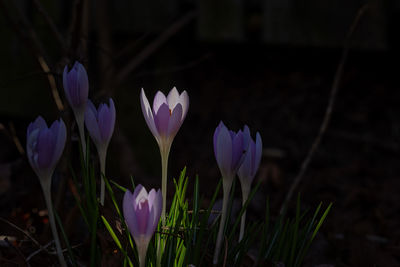 Close-up of purple crocus flowers on field