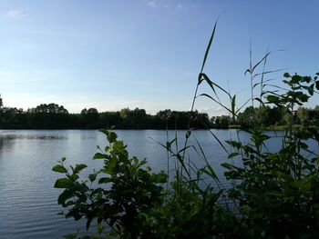 Plants by lake against sky