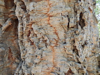 Full frame shot of tree trunk