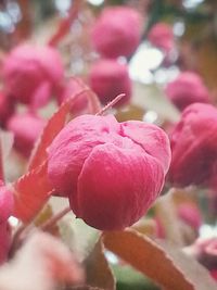 Close-up of pink flowers