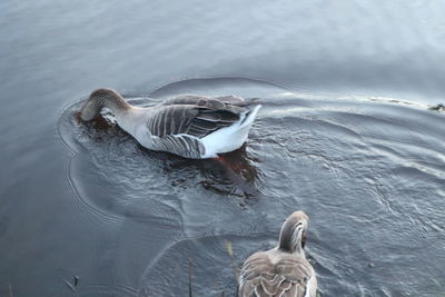 High angle view of seagulls swimming on lake