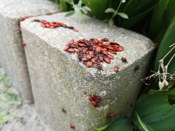 High angle view of berries on plant