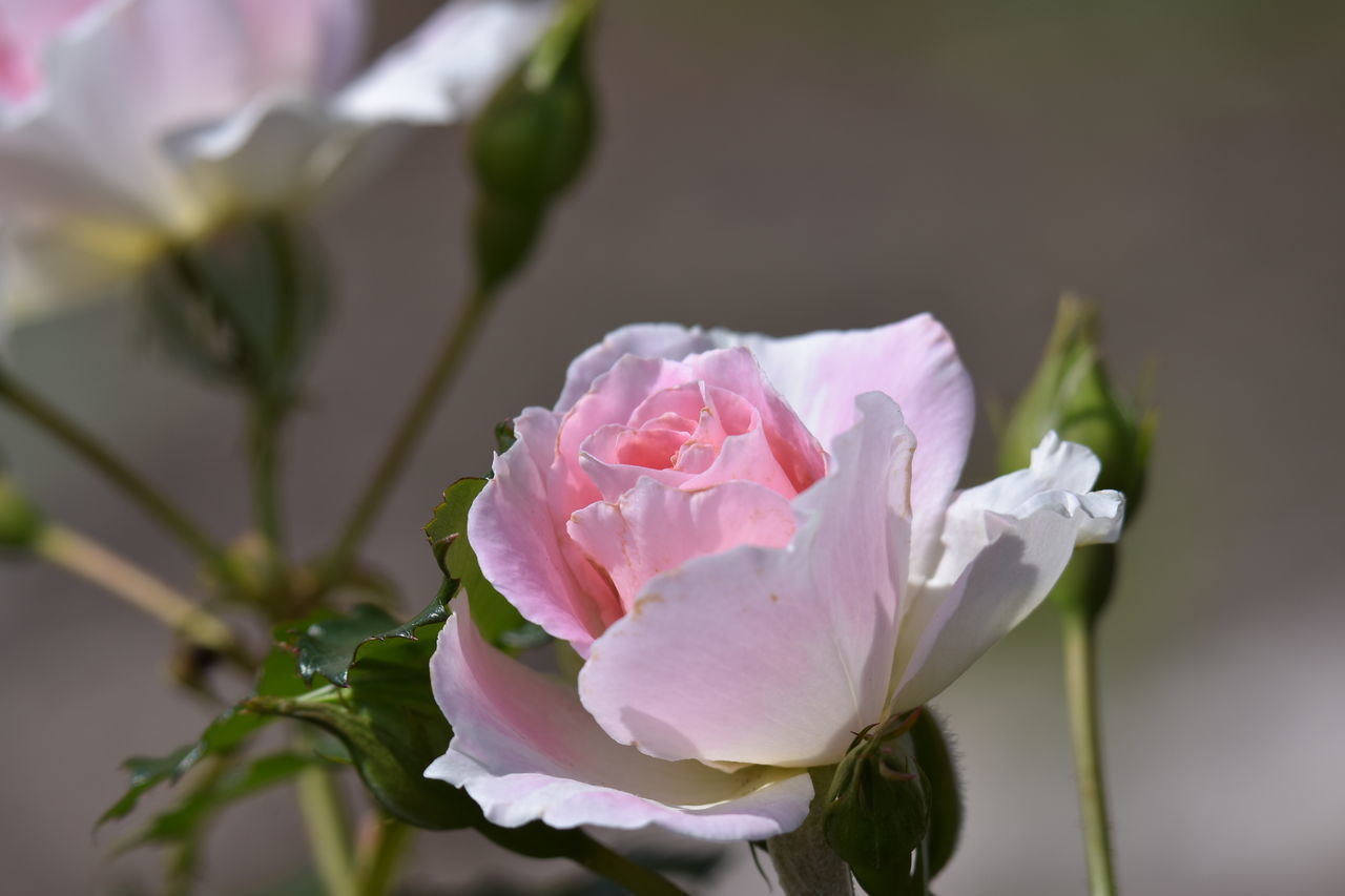 flower, flowering plant, petal, plant, freshness, beauty in nature, vulnerability, fragility, flower head, close-up, pink color, inflorescence, growth, rose, nature, rose - flower, no people, focus on foreground, leaf, day, outdoors