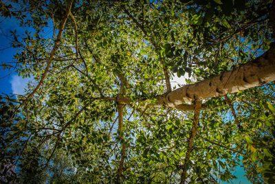 Low angle view of lizard on tree