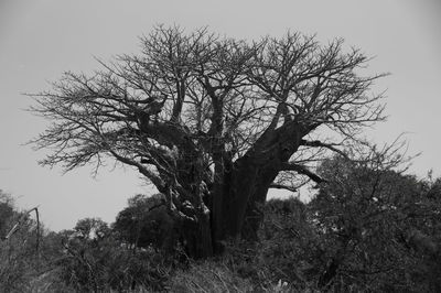 Bare tree against clear sky