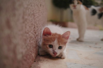 Portrait of white kitten