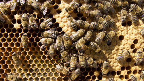 Close-up of bee on water