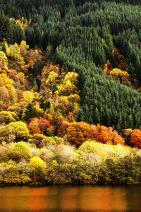 Trees in forest during autumn