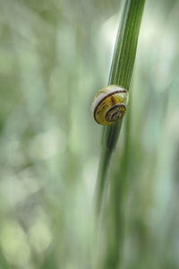 Close-up of snail on leaf