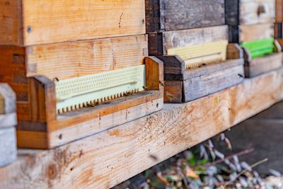 Close-up of bees on wood