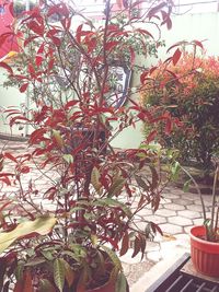 plant