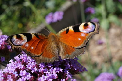 Close-up of butterfly pollinating on purple flower