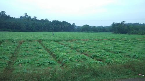 Trees on grassy field