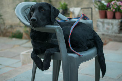 Close-up of black dog sitting on chair
