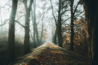 Road amidst trees in forest during autumn