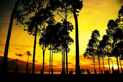 Silhouette of trees at sunset