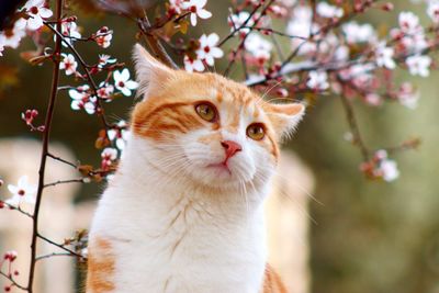Portrait of cat on tree